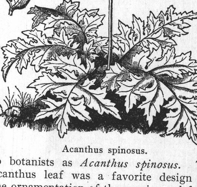 Acanthus spinosus