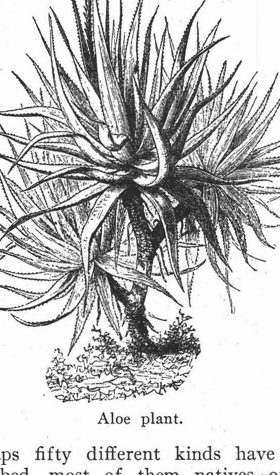 Aloe plant
