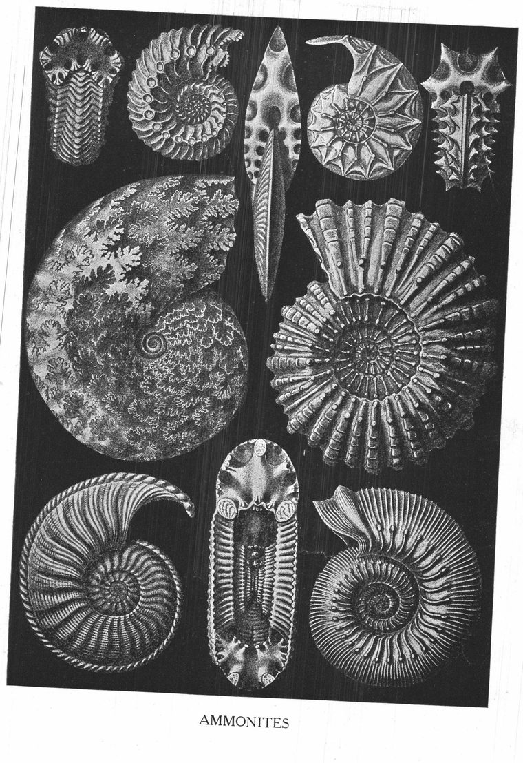 Ammonites