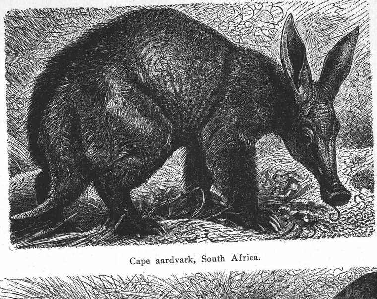 Cape aardvark, South Africa