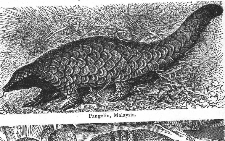 Pangolin, Malaysia