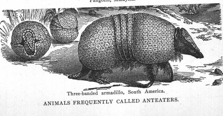 Three-banded armadillo. Animals frequently called anteaters