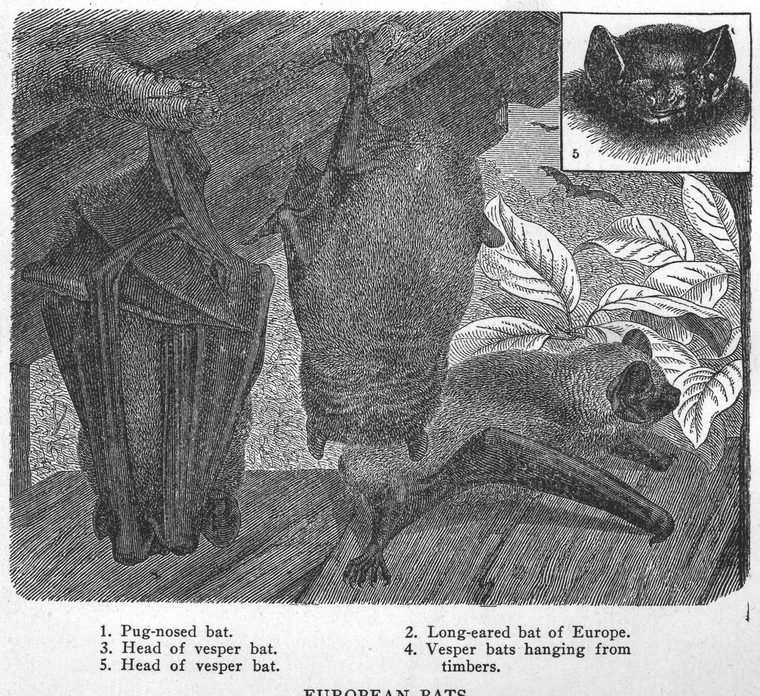 Pug-nosed bat. Long-eared bat of Europe. Head of vesper bat. European bats