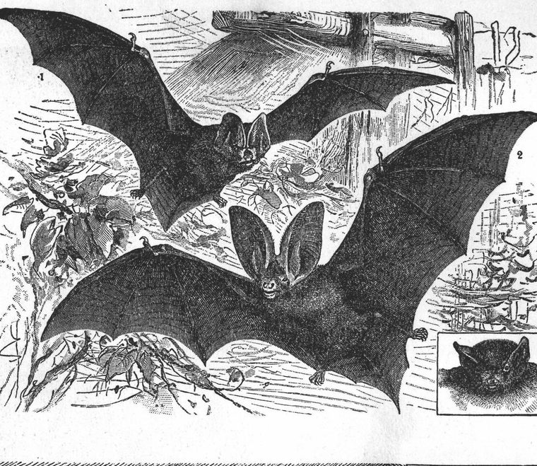 Bat