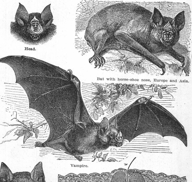 Vampire bat