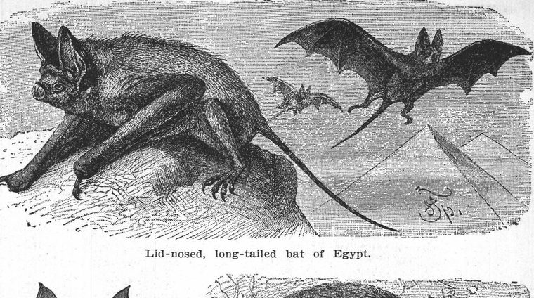 Lid-nosed, long-tailed bat of Egypt