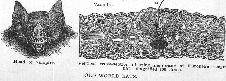 Cross-section of wing membrane of European vesper bat. Old world bats