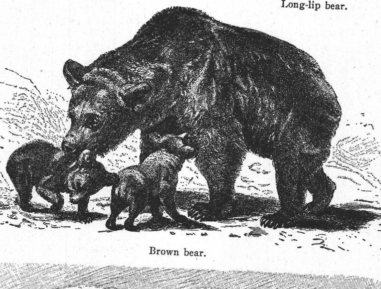 Brown bear