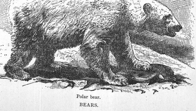 Polar bear. Bears