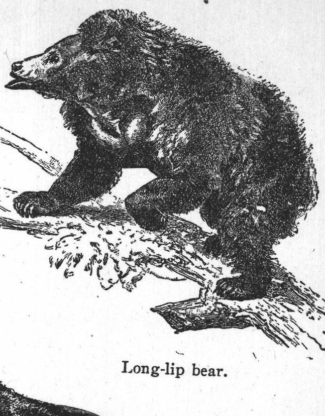 Long-lip bear