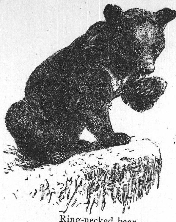 Ring-necked bear