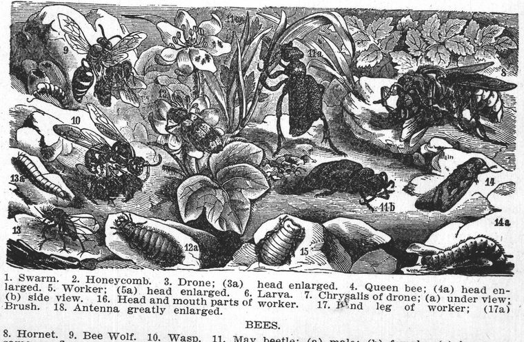 Swarm. Honeycomb. Drone. Queen bee. Worker. Larva. Bees