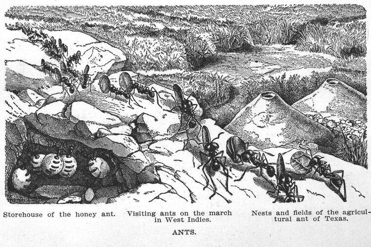 Storehouse of the honey ant. Visiting ants on the march. Agricultural ant of Texas. Ants