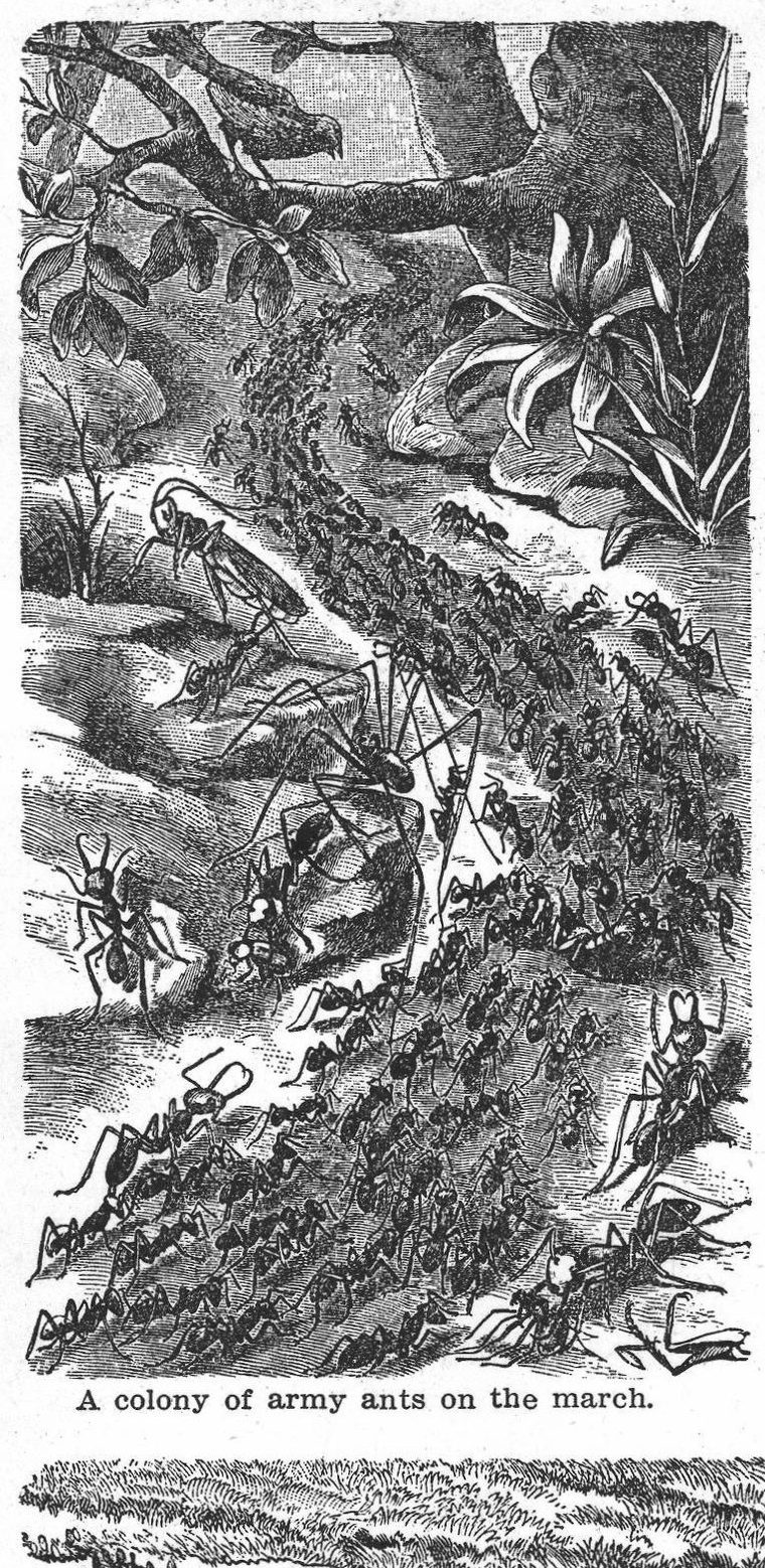 A colony of army ants on the march. Ants
