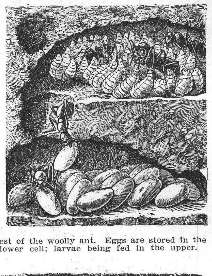 Nest of the woolly ant. Ants
