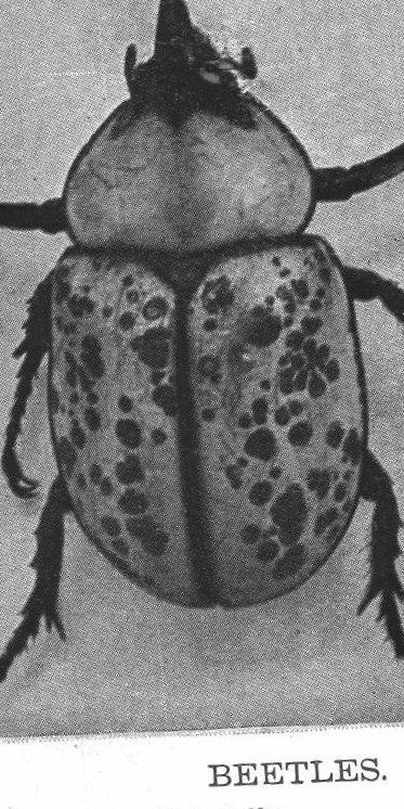 Beetles