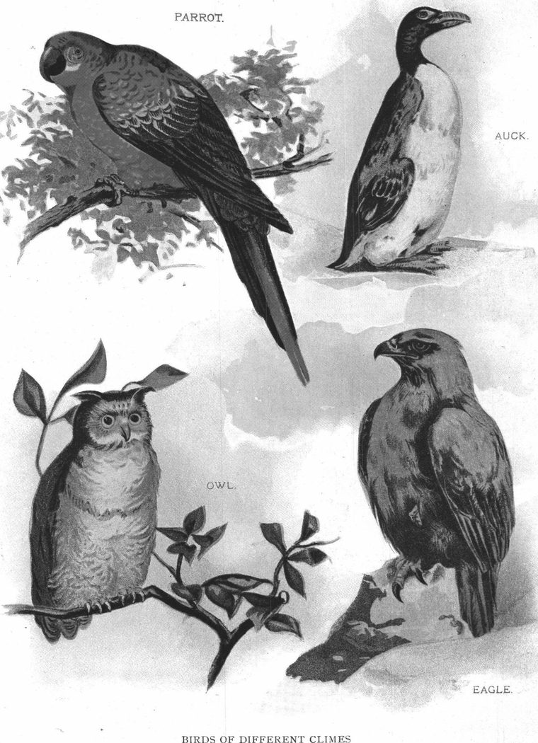 Eagle. Birds of different climes