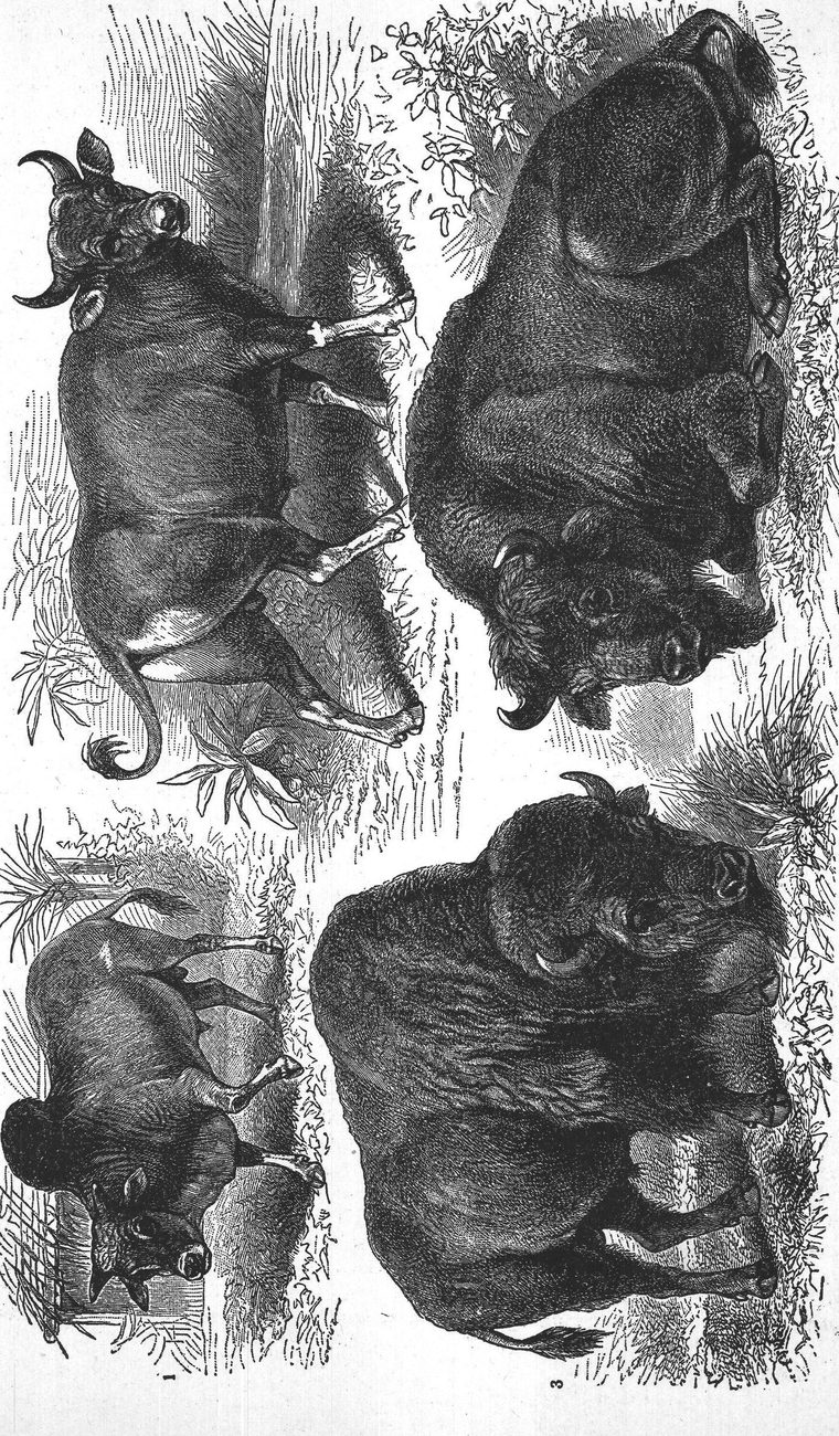 Bitumen