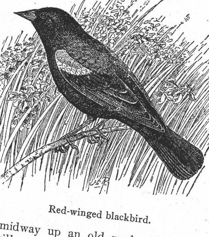 Red-winged blackbird