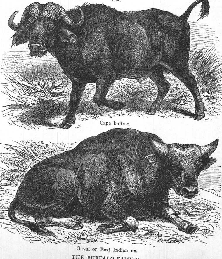 Gayal or East Indian ox. the buffalo family