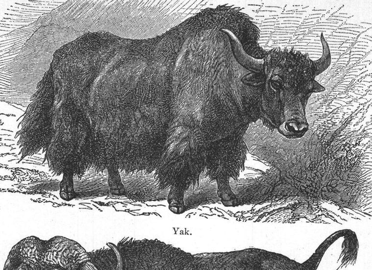 Yak. Buffalo