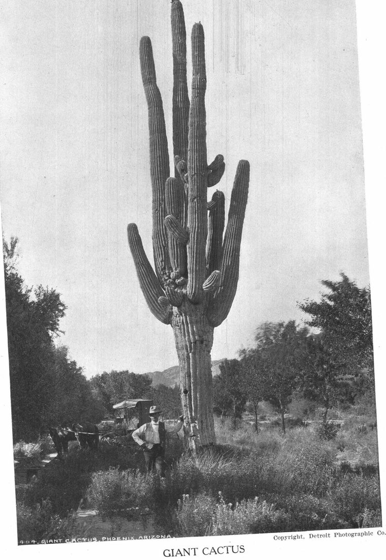 Giant cactus, Phoenix Arizona