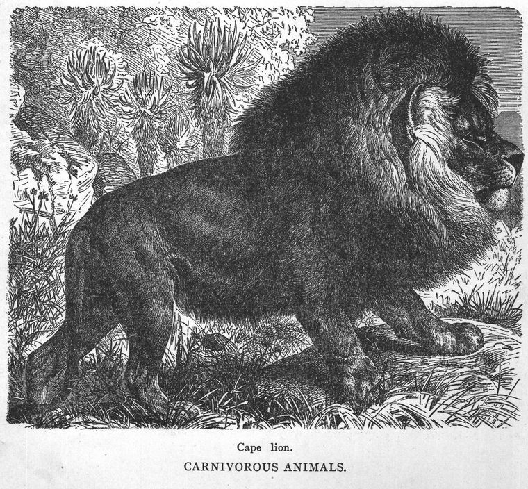 Cape lion. Carnivorous animals