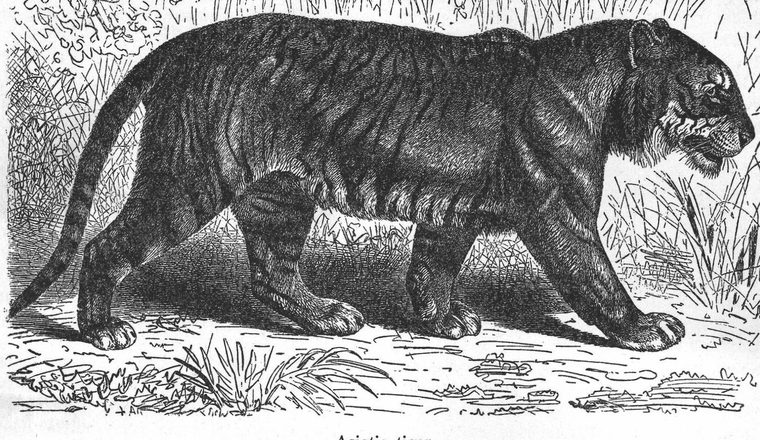 Ant-Lion