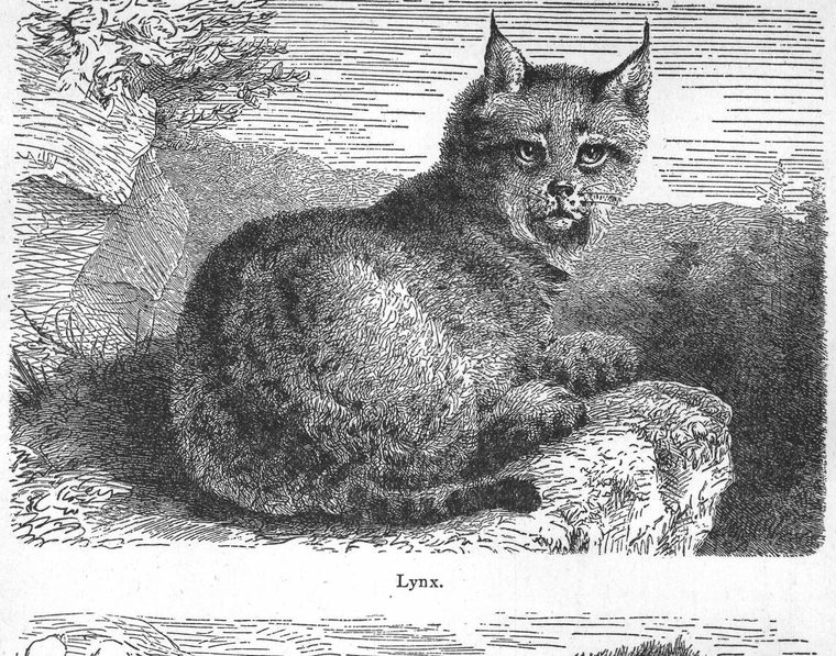 Lynx. Carnivorous animals