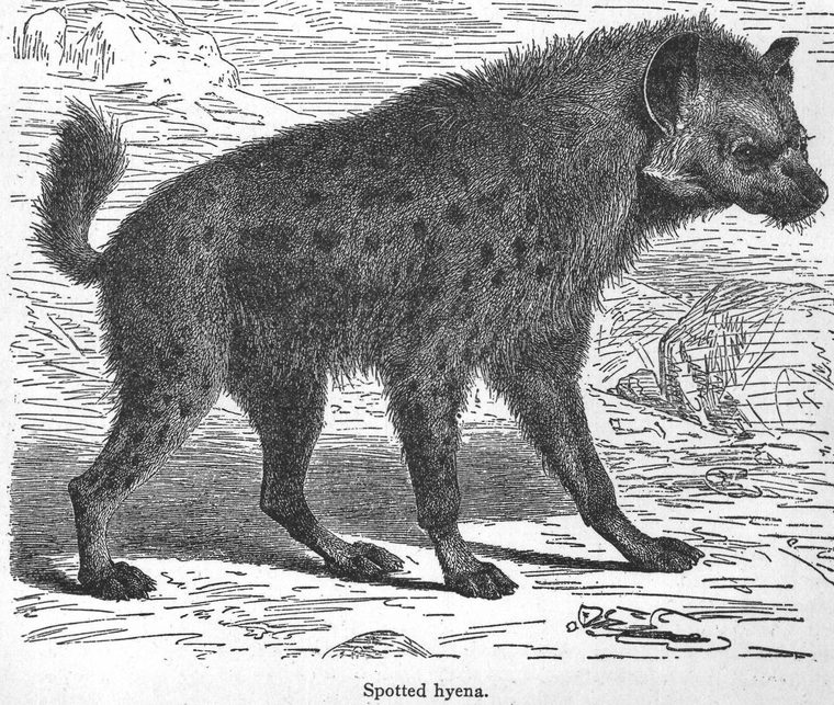 Spotted hyena. Carnivorous animals