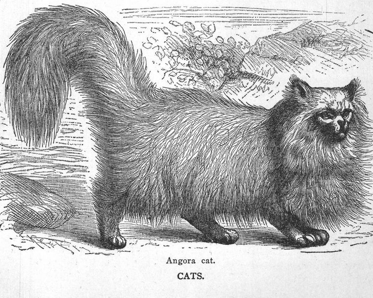 Angora cat. Cats