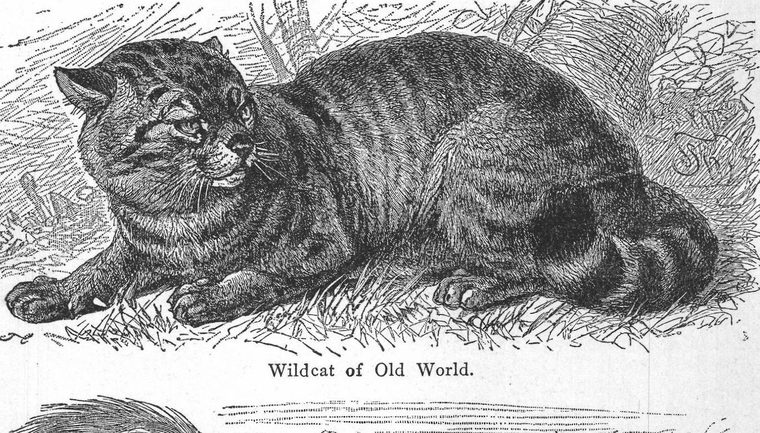 Wildcat of Old World. Cat