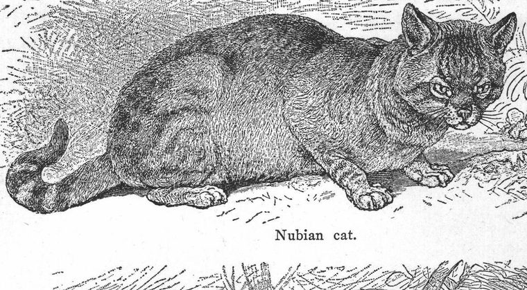 Nubian cat. Cat