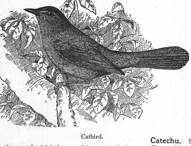 Catbird