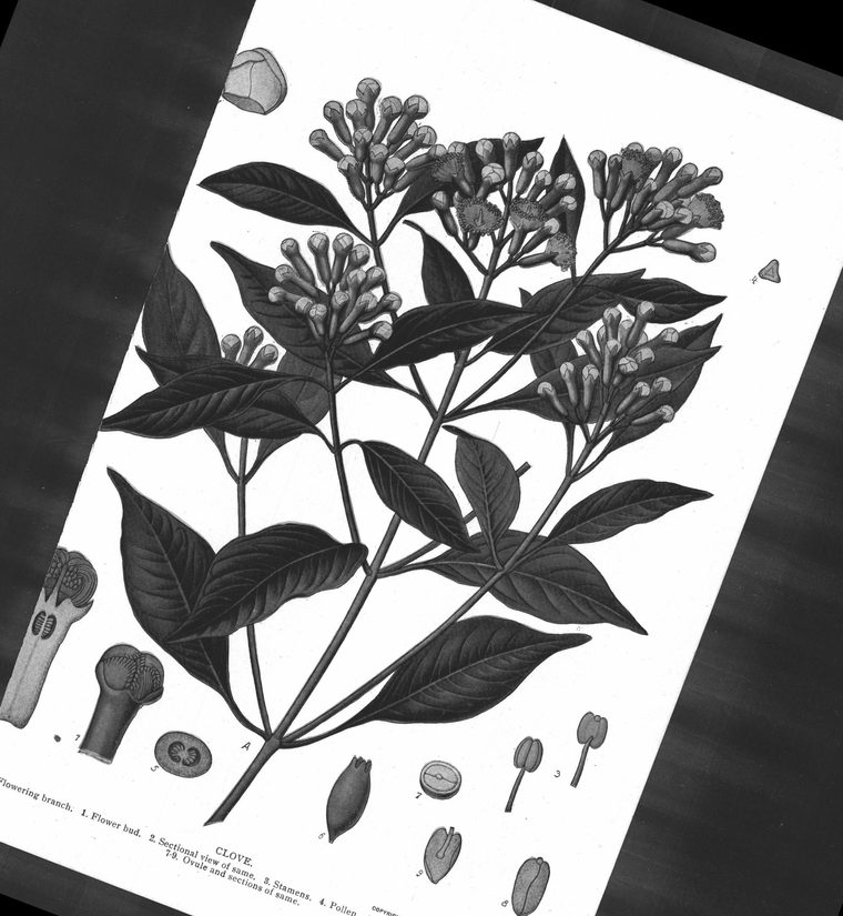 Clove. Flowering branch, flower bud
