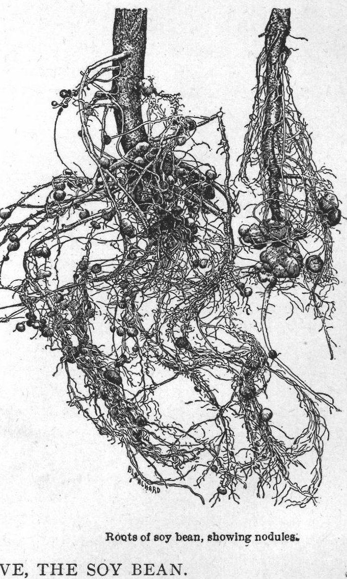 Roots of soy bean, showing nodules