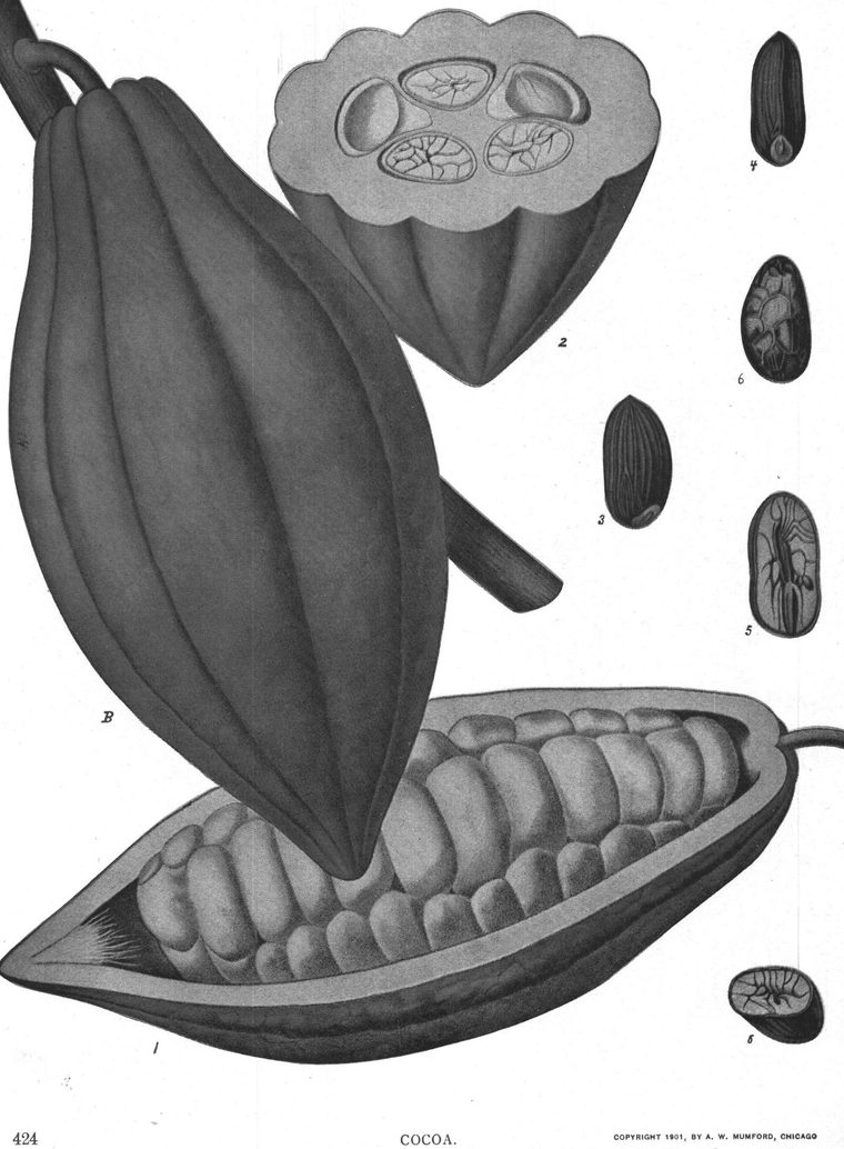 Cocoa