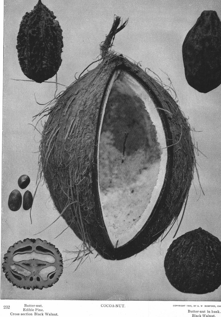 Butter-nut. Edible Pine. Cross section Black Walnut. Cocoa-nut