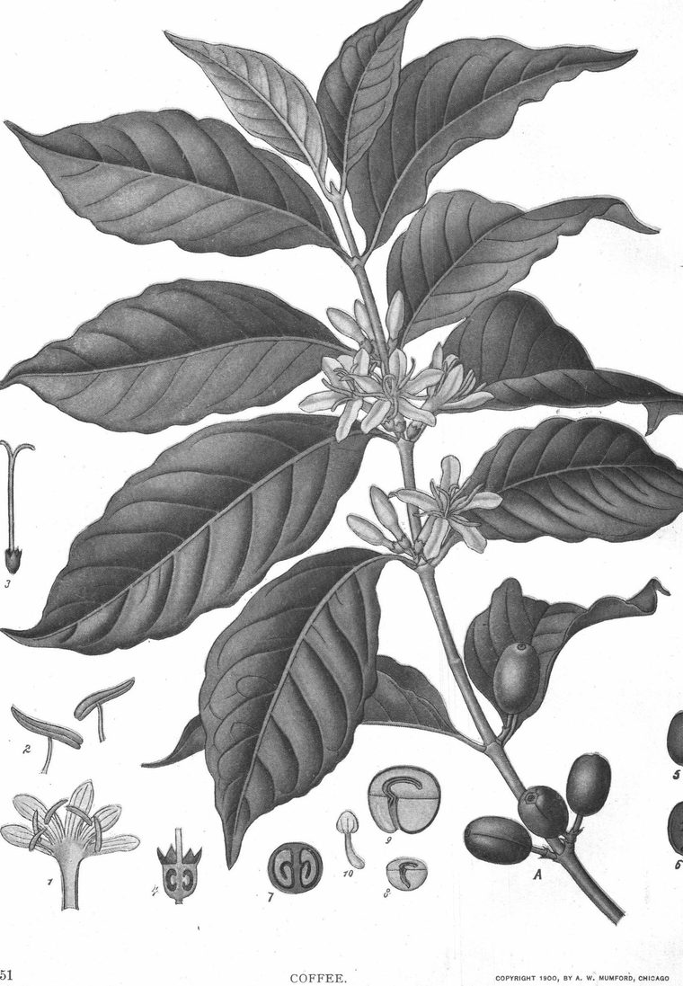 Coffee. Flowering branch