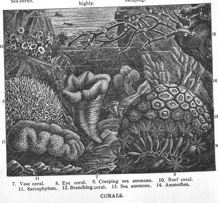 Vase coral. Eye coral. Reef coral. Sea anemone. Corals