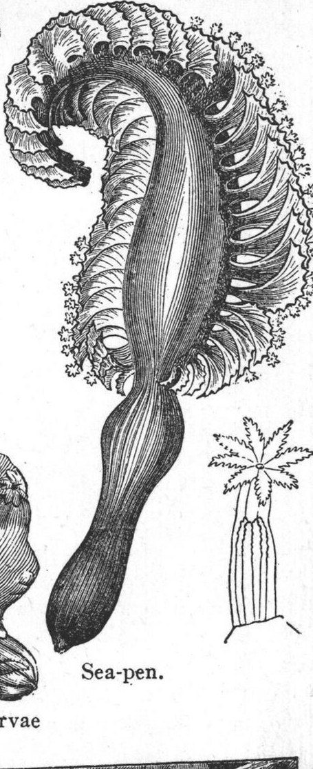 Sea-pen. Coral
