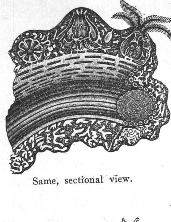 Coral, sectional view