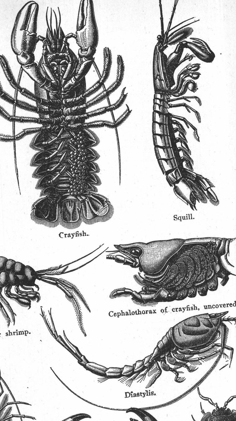 Diastylis. Crayfish and relatives