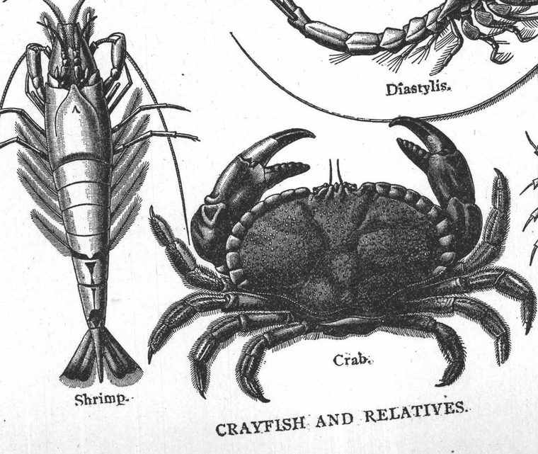 Shrimp. Crab. Crayfish and relatives