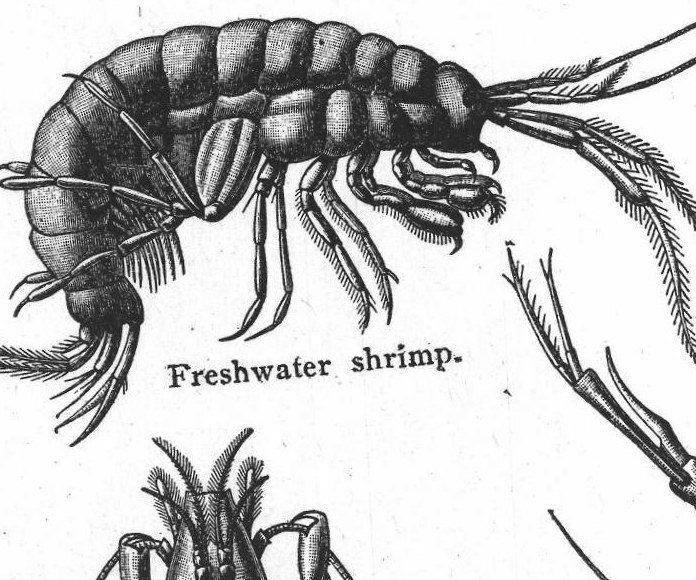 Crayfish