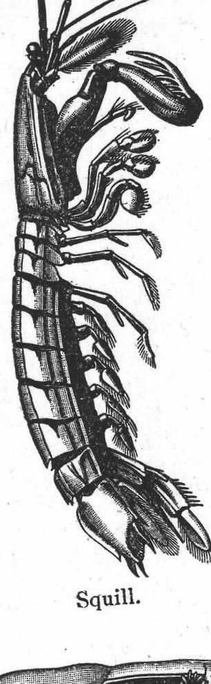 Squill. Crayfish and relatives