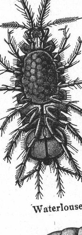 Waterlouse. Crayfish and relatives