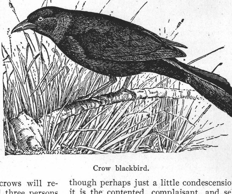 Crow blackbird