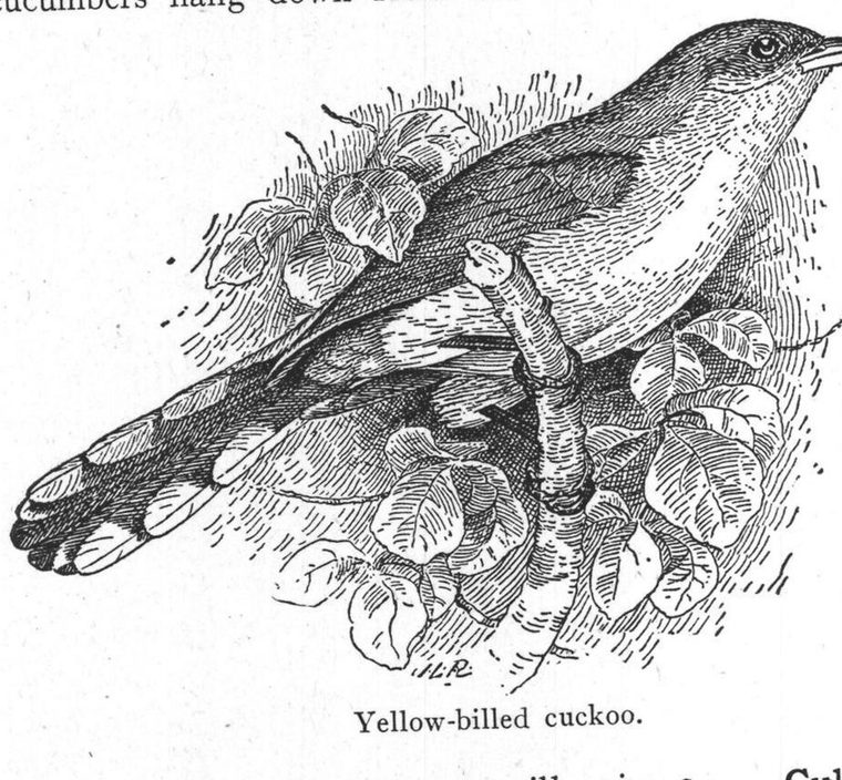 Yellow-billed cuckoo