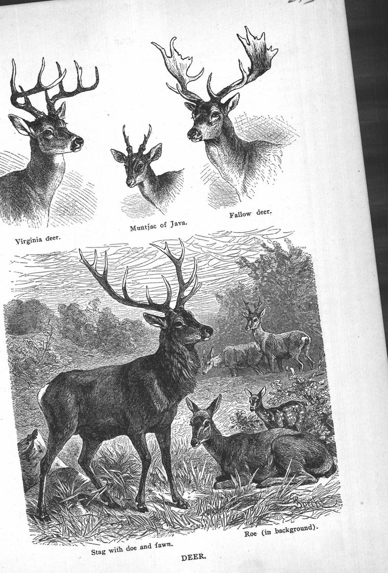 Stag with doe and fawn. Roe. Deer